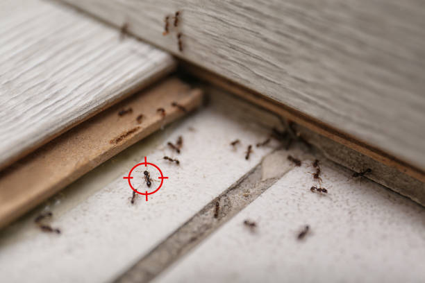 Best Bed Bug Extermination  in Brandermill, VA