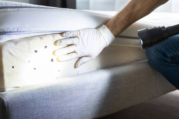Reliable Brandermill, VA Pest Control Solutions