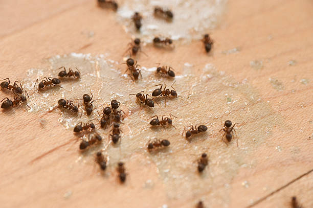 Best Commercial Pest Control Services  in Brandermill, VA